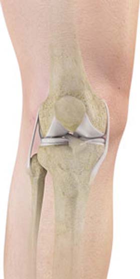Normal Knee Anatomy